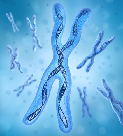telomere.jpg